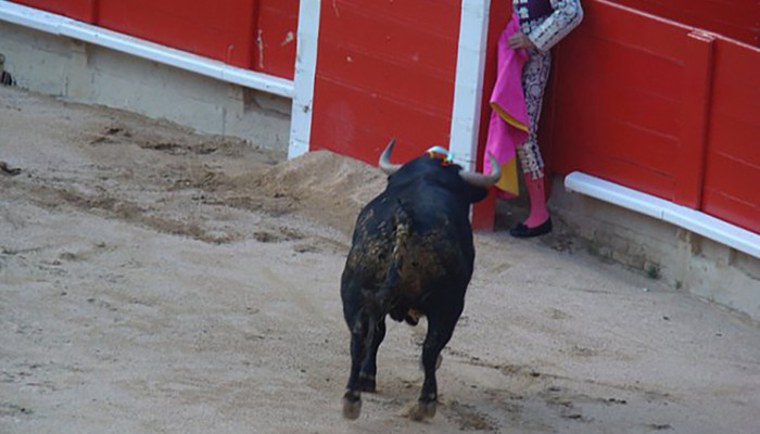 Իսպանիայում ցուլը ցլամարտից անմիջապես առաջ մահացու հարվածել է նախկին մատադորին | ՄԱՄՈՒԼ.ամ